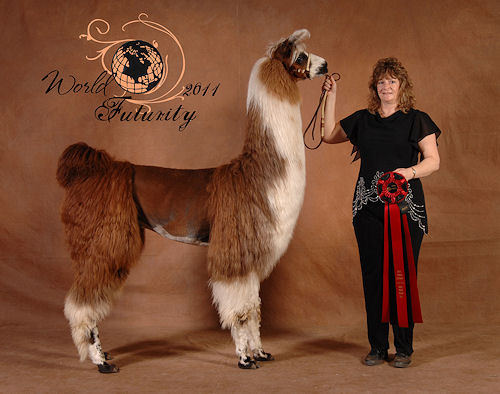 Llamas For Sale Henry Hills Paris Texas